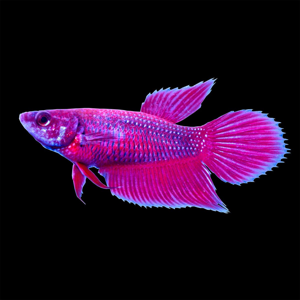 Peshku betta - Femra