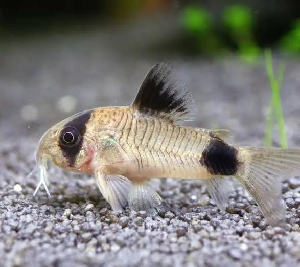 Peshku pastrues panda corydoras ( pastrues i zallit-tokes)