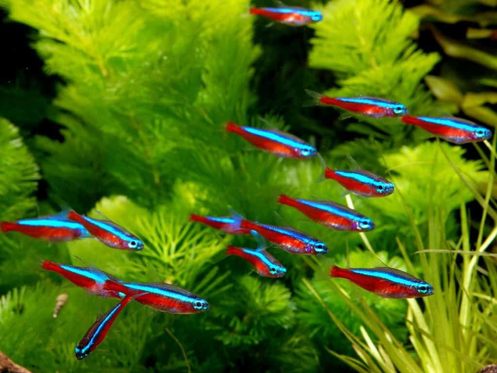 Peshku neon cardinal
