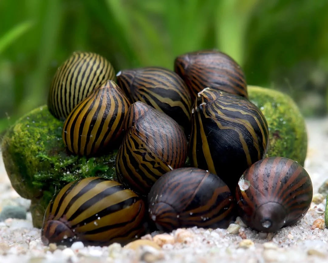 Pastruesi nerite snail ( kermill )