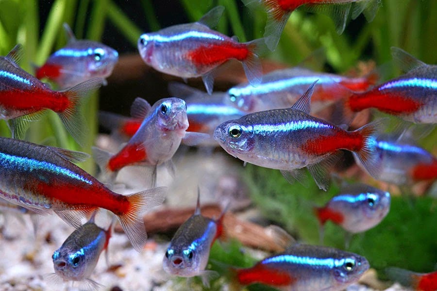 Peshku neon tetra