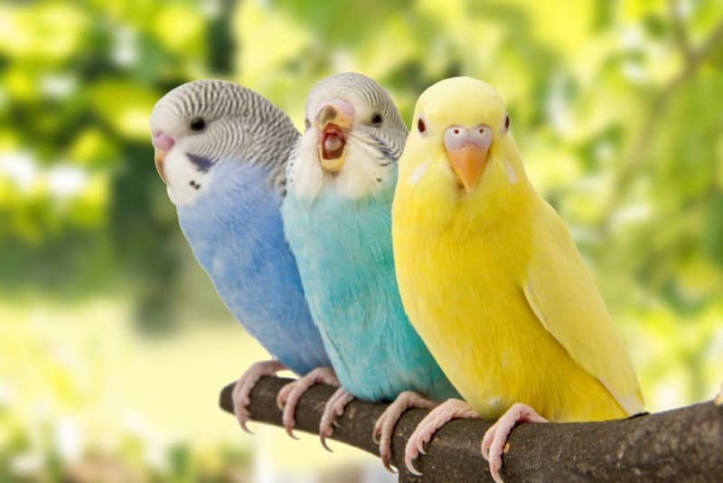Papagaj budgie - tigrica