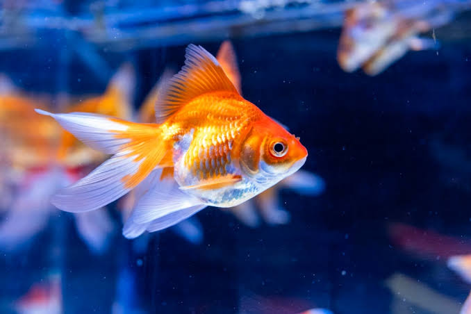 Peshku goldfish 3-4 cm