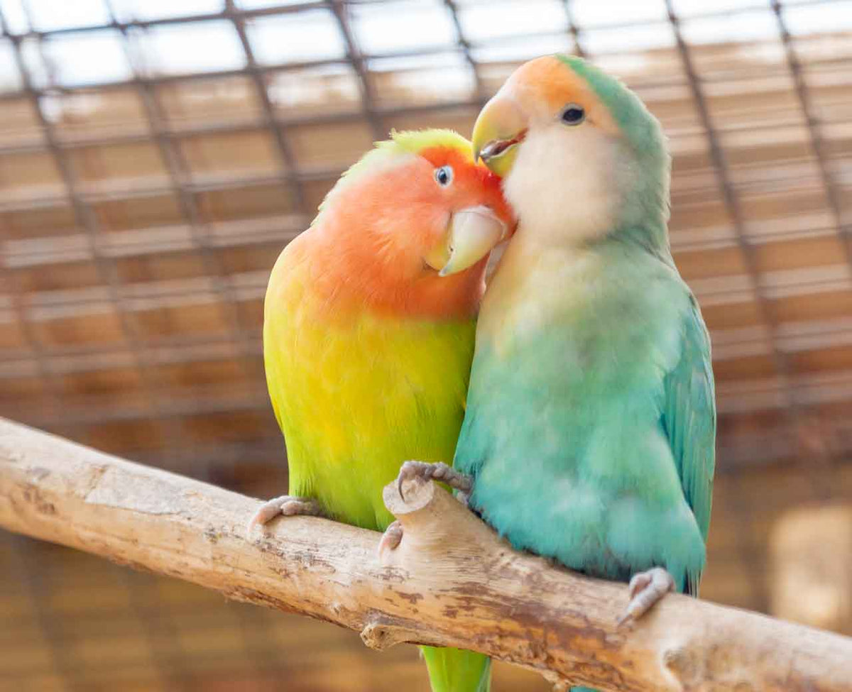 Papagalli love bird