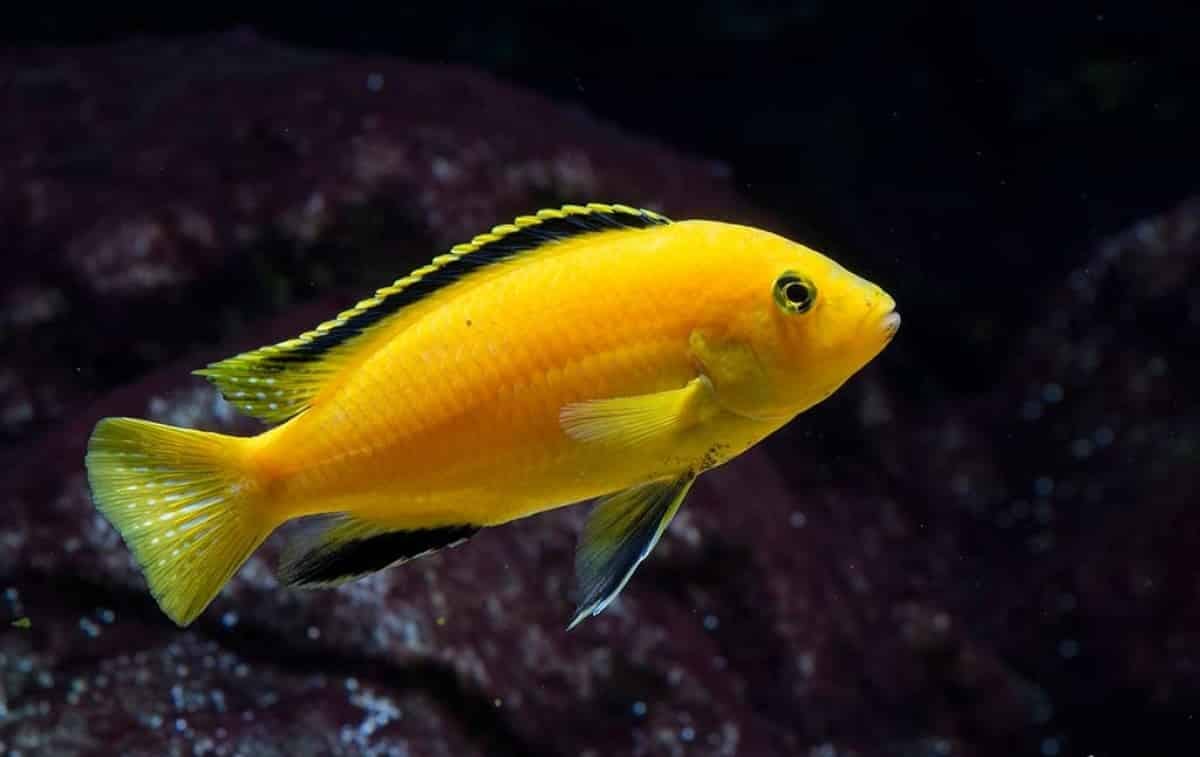 Peshku electric yellow lab cichlid