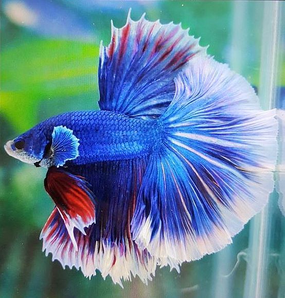 Peshku betta - Meshkuj