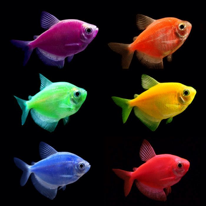 Peshku Tetra Color