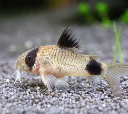 Peshku pastrues panda corydoras ( pastrues i zallit-tokes)