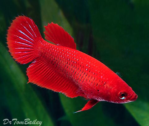 Peshku betta - Femra