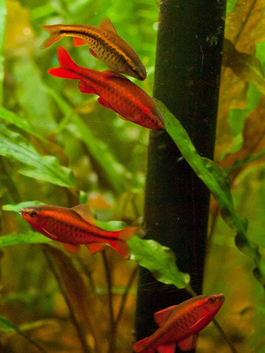 Peshku Red Barb