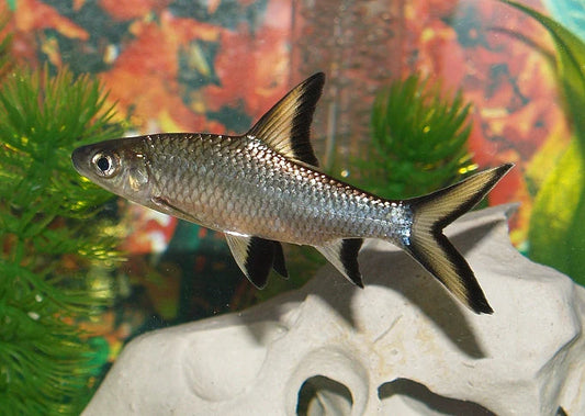 Peshku silver shark (peshkaqenj te butë)