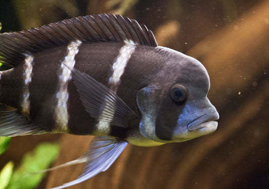 Peshku Frontosa cichlid - 15 cm