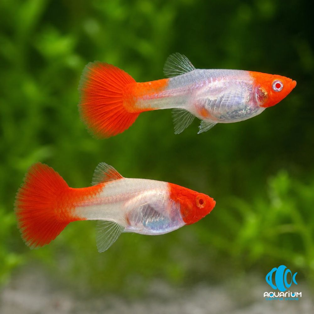 Peshku Guppy
