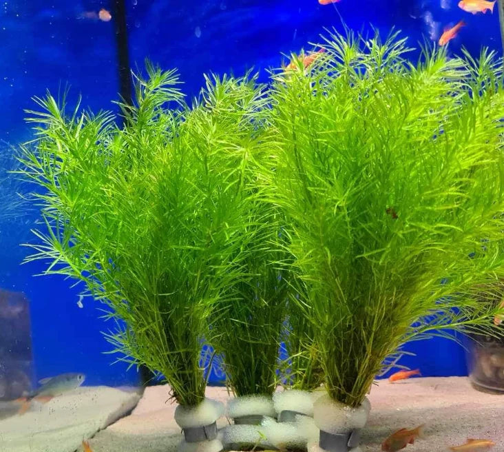 Bimë Akuariumi - guppy grass