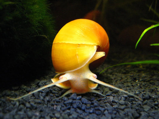 Pastruesi apple snail ( kermill )