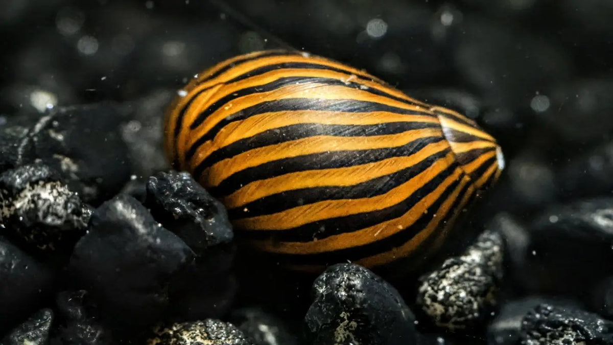 Pastruesi nerite snail ( kermill )