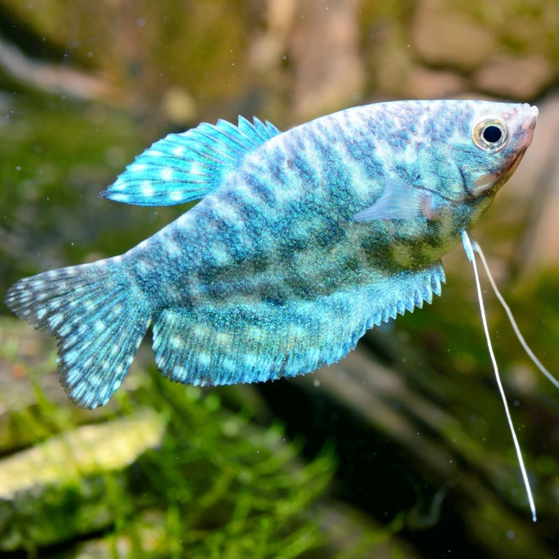 Peshku Trikogaster blue