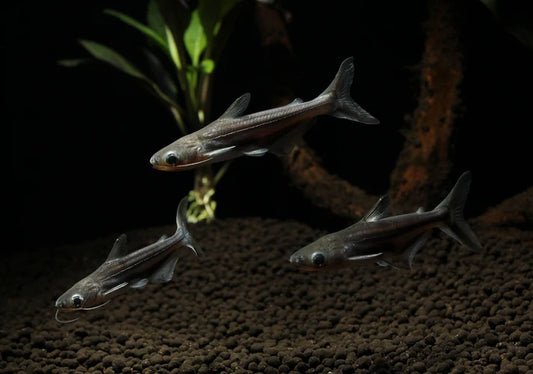 Peshku Iridescent shark (peshkaqenj te bute)