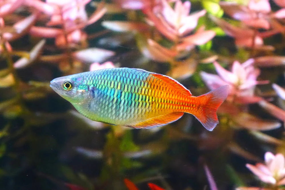 Peshku boesemani rainbow