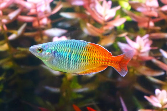 Peshku boesemani rainbow