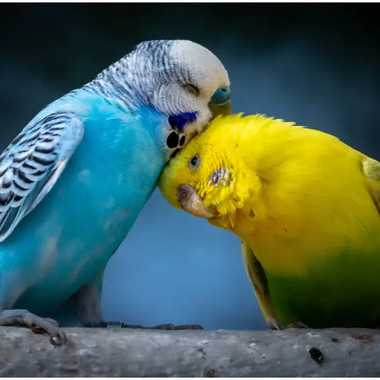 Papagaj budgie - tigrica
