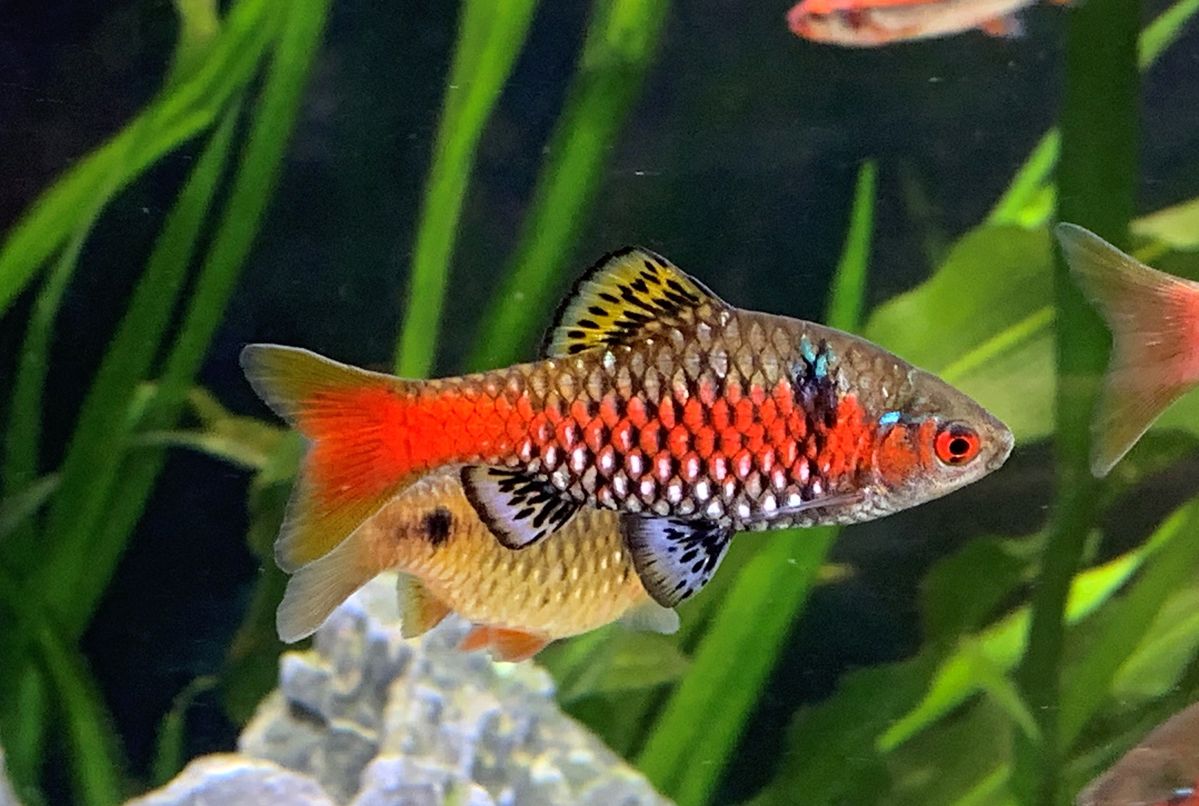 Peshku odessa barbus