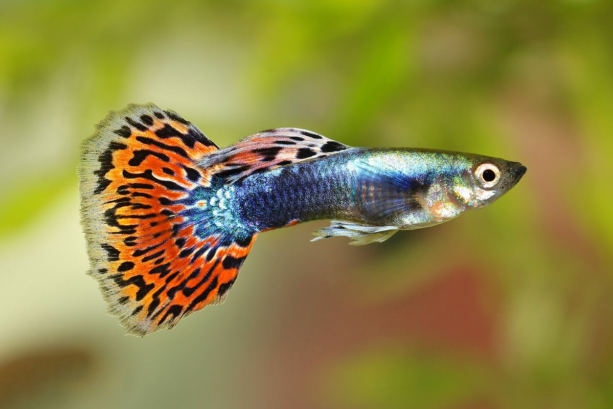 Peshku Guppy