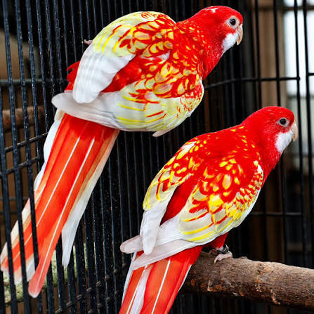 Papagalli rosella