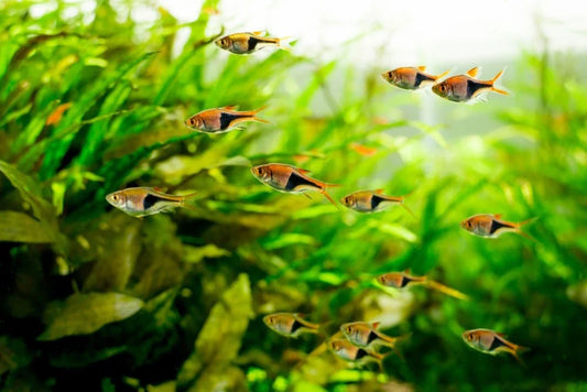 Peshku harlequin rasbora